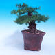 Outdoor bonsai -Larix decidua - modrzew europejski - 2/6