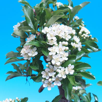 Outdoor Bonsai-Pyracant Teton -Kwiat VB2020-106 - 2