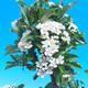 Outdoor Bonsai-Pyracant Teton -Kwiat VB2020-106 - 2/2