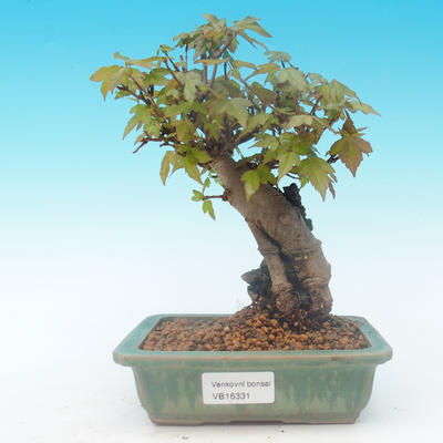Shohin - Klon, Acer burgerianum na skale - 2