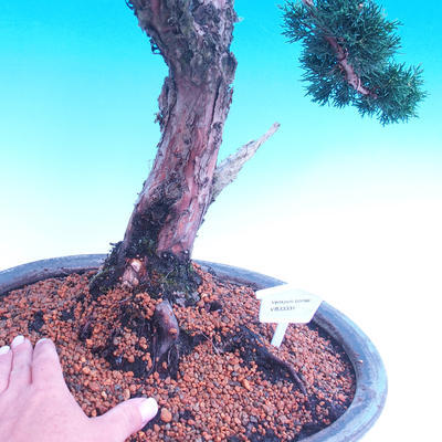 Outdoor bonsai Juniperus-chinenssis-jałowiec chiński - 2