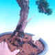 Outdoor bonsai Juniperus-chinenssis-jałowiec chiński - 2/3
