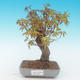 Shohin - Klon, Acer palmatum - 2/6