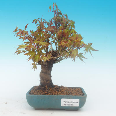 Shohin - Klon, Acer palmatum - 2