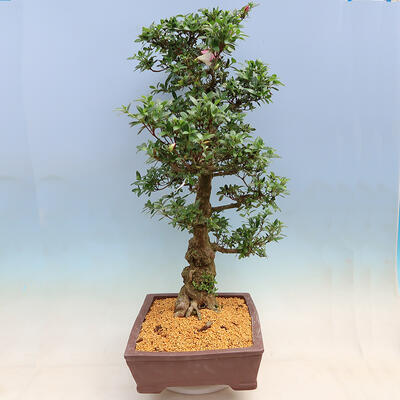 Outdoor bonsai - azalia japońska SATSUKI- Azalea BYAKUREN - 2