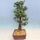Outdoor bonsai - azalia japońska SATSUKI- Azalea BYAKUREN - 2/6