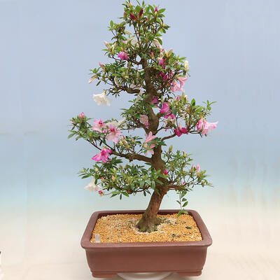 Outdoor bonsai - azalia japońska SATSUKI- Azalea KINSHO - 2