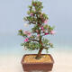 Outdoor bonsai - azalia japońska SATSUKI- Azalea KINSHO - 2/7