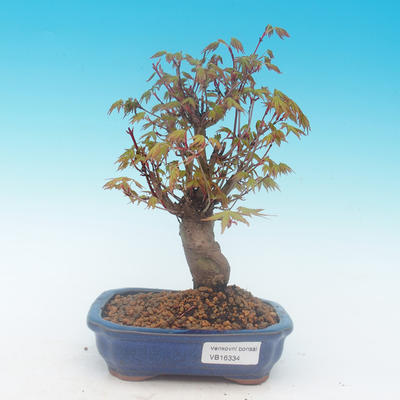 Shohin - Klon, Acer palmatum - 2