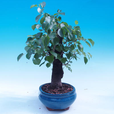 Outdoor bonsai -Mahalebka - wiśnia wonna - 2