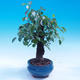 Outdoor bonsai -Mahalebka - wiśnia wonna - 2/6
