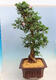 Outdoor bonsai - azalia japońska SATSUKI- Azalea BEYAKUREN - 2/6