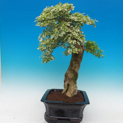 Pokój bonsai - Duranta variegata - 2