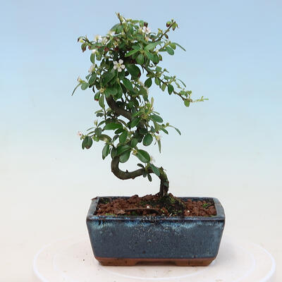Outdoor bonsai-Cotoneaster dammeri - Rock Damer - 2
