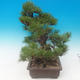 Pinus thunbergii - Sosna thunbergova - 2/5