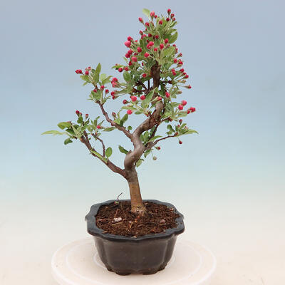 Outdoor bonsai -Malus Halliana - owocach jabłoni - 2