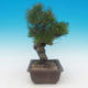 Pinus thunbergii - Sosna thunbergova - 2/4
