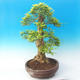 bonsai Room - Duranta erecta Aurea - 2/7