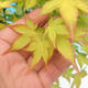 Acer palmatum Aureum - Klon dlanitolistý złota - 2/3