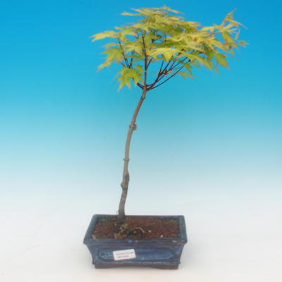 Acer palmatum Aureum - Klon dlanitolistý złota - 2