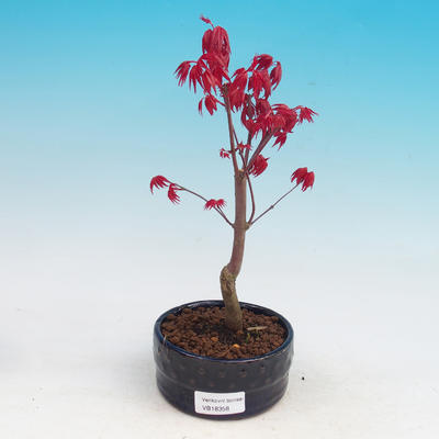 Outdoor bonsai - dlanitolistý klon - Acer palmatum DESHOJO - 2