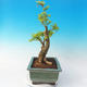 bonsai Room - Duranta erecta Aurea - 2/7