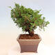 Outdoor bonsai - Juniperus chinensis Itoigawa - Jałowiec chiński - 2/5
