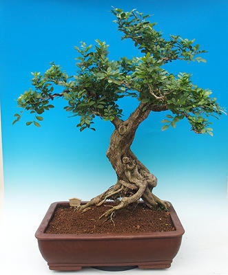 Pokój bonsai - Muraya paniculata - 2