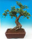 Pokój bonsai - Muraya paniculata - 2/6