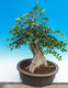 Pokój bonsai - Muraya paniculata - 2/6