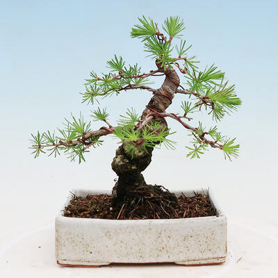 Outdoor bonsai -Larix decidua - Modrzew liściasty - 2
