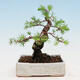 Outdoor bonsai -Larix decidua - Modrzew liściasty - 2/4