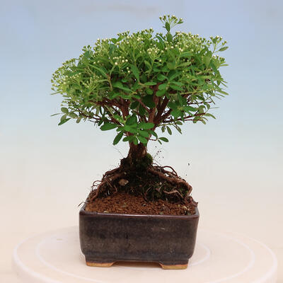 Outdoorowe bonsai - jawor drobnolistny - Spiraea japonica MAXIM - 2