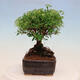 Outdoorowe bonsai - jawor drobnolistny - Spiraea japonica MAXIM - 2/4