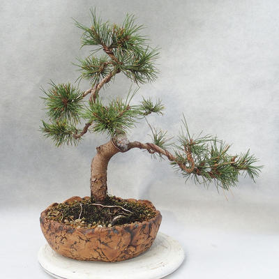 Outdoor bonsai - Pinus mugo - Klęcząca Sosna - 2