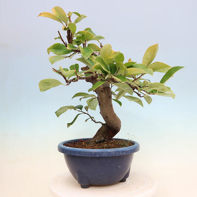 Outdoor bonsai - Pseudocydonia sinensis - pigwa chińska - 2