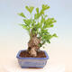Outdoor bonsai - Ginkgo biloba - Ginkgo biloba - 2/4