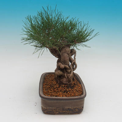 Pinus thunbergii - Sosna thunbergova - 2