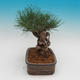 Pinus thunbergii - Sosna thunbergova - 2/4