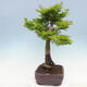 Outdoor bonsai - Acer palmatum Shishigashira - 2/6