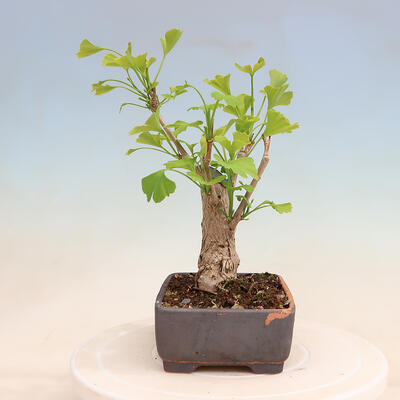 Outdoor bonsai - Ginkgo biloba - Ginkgo biloba - 2