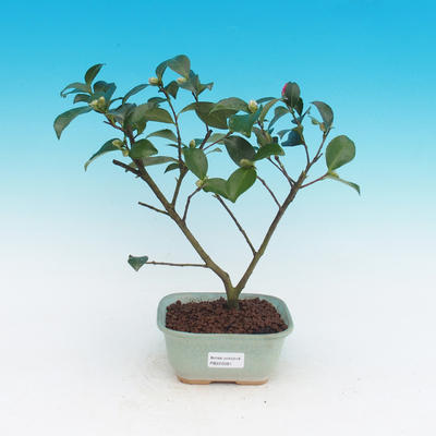 Pokój-bonsai Kamelia-euphlebia - 2