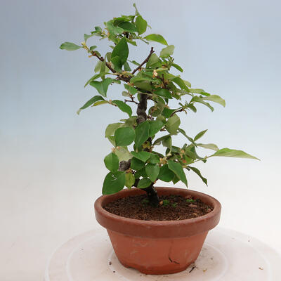 Outdoor bonsai - Pseudocydonia sinensis - chińska pigwa - 2