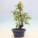 Outdoor bonsai - Pseudocydonia sinensis - pigwa chińska - 2/6