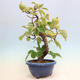 Outdoor bonsai - Pseudocydonia sinensis - pigwa chińska - 2/6