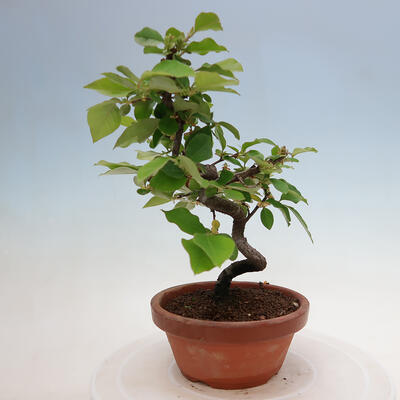 Outdoor bonsai - Pseudocydonia sinensis - chińska pigwa - 2