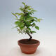 Outdoor bonsai - Pseudocydonia sinensis - chińska pigwa - 2/4