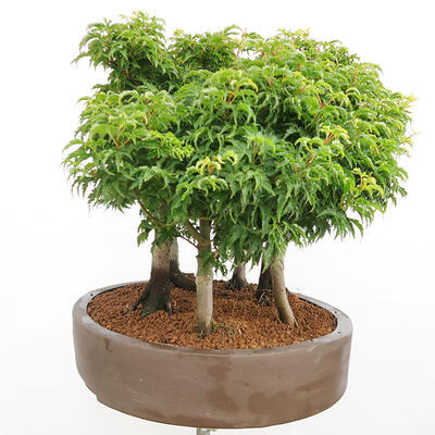 Outdoor bonsai - Acer palmatum SHISHIGASHIRA- Klon drobnolistny - 2