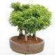 Outdoor bonsai - Acer palmatum SHISHIGASHIRA- Klon drobnolistny - 2/4