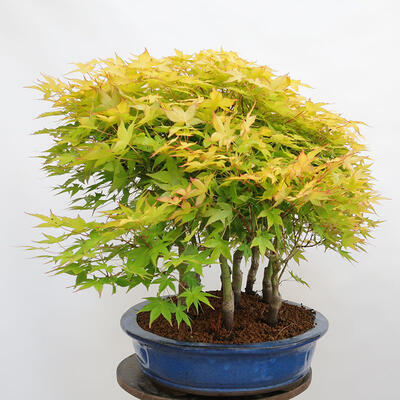 Outdoor bonsai - Acer palmatum Aureum - Klon złotolistny o liściach palmowych - 2